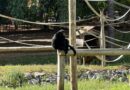 “Macaco cantor”: Zoológico de Goiânia abriga o único siamang da América Latina